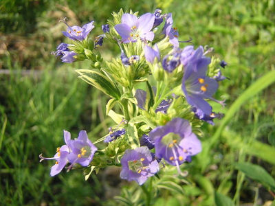 Wielosił błękitny (Polemonium_caeruleum). Fot. Borealis55. Źródło: commons.wikimedia.org