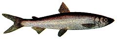 Fot. Encyclopedia: Pieni Tietosanakirja. Źródło: Commons Wikimedia