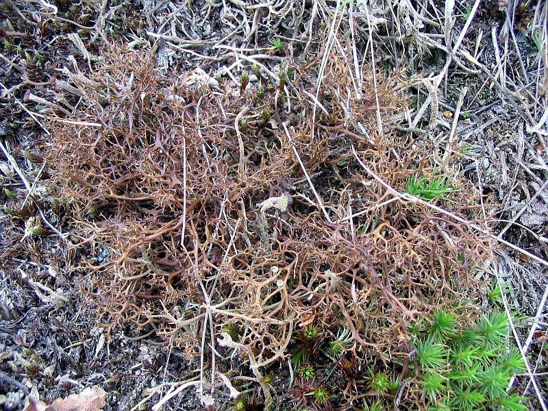 Plik:Plucnica kolczasta kubiak.jpg