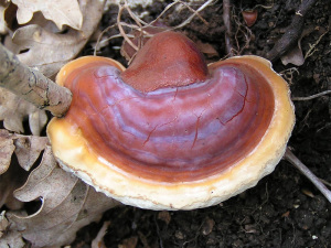 Plik:Lakownica2.jpg