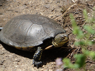 Żółw błotny (Emys orbicularis). Fot. Eveha. Źródło: Commons Wikimedia