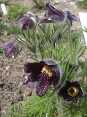 Plik:Puilsa.jpg