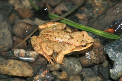 Żaba moczarowa (Rana arvalis). Autor. Korall. Źródło: Commons Wikimedia