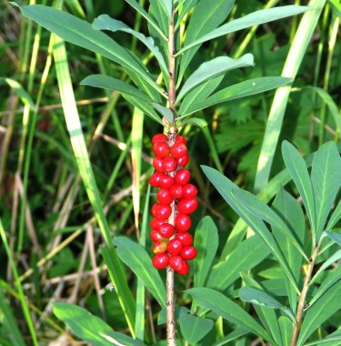 Plik:Daphnem.jpg