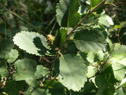 Brzoza niska (Betula humilis Schrank). Fot. b.gliwa. Źródło: Commons Wikimedia