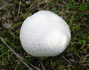 Plik:Purchawica.jpg