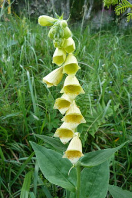 Naparstnica zwyczajna (Digitalis grandiflora) Fot. Florian Grossir. Źródło: Commons Wikimedia