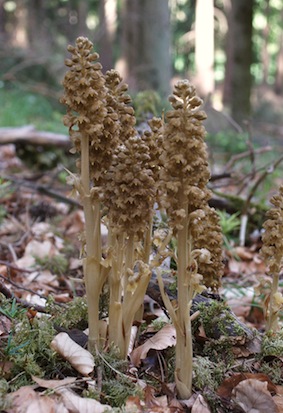 Gnieźnik leśny (Neottia nidus-avis). Autor: Bernd Haynold. Źródło: Commons Wikimedia