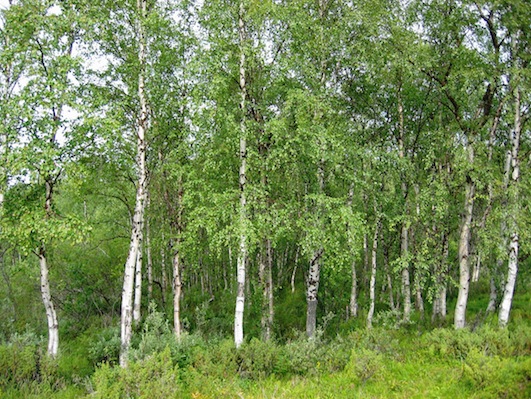 Plik:Betpen.jpg