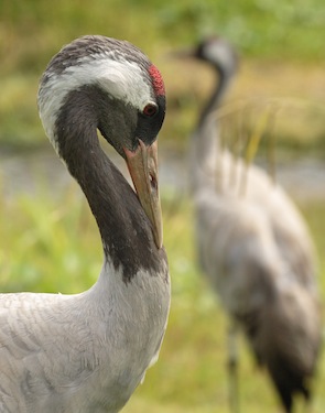 Plik:Grus grus head.jpg