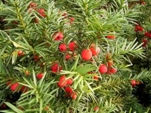 Cis pospolity (Taxus baccata). Fot. Frank Vincentz. Źródło: Commons Wikimedia