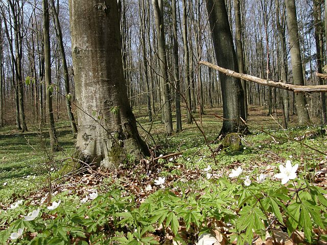 Plik:Kamienna gora wiosna.jpeg