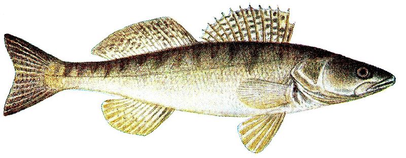 Plik:Sandacz.jpg
