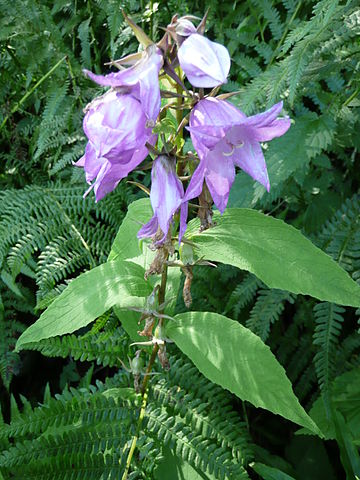 Plik:Campanula.jpg