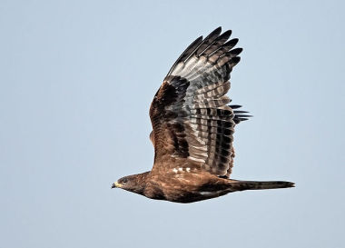 Trzmielojad (Pernis apivorus). Fot. Marta Bou. Źródło: Commons Wikimedia