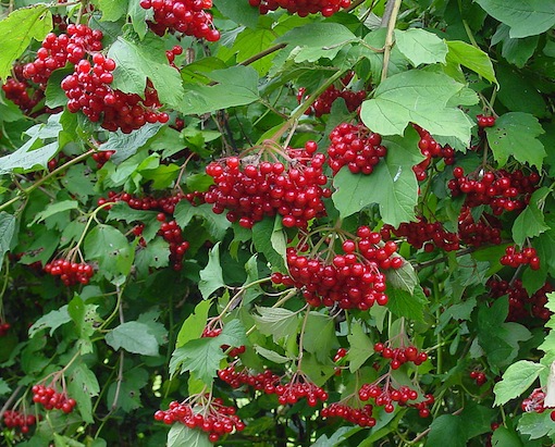 Plik:Viburn.jpg