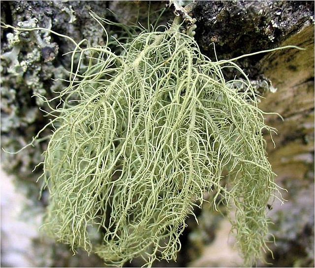 Plik:Usnea subfloridana.jpg