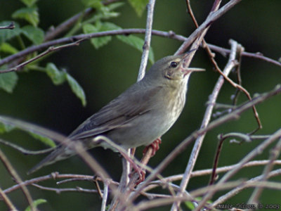 Strumieniówka (Locustella fluviatilis). Fot. Lasse Olsson. Źródło: Commons Wikimedia