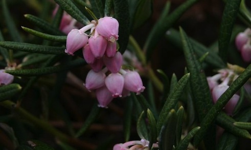 Kwiaty modrzewnicy północnej (Andromeda polifolia) Fot. Sten Porse. Źródło: Commons Wikimedia