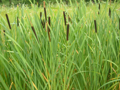 Pałka szerokolistna (Typha latifolia). Fot. User:Bogdan. Źródło: Commons Wikimedia