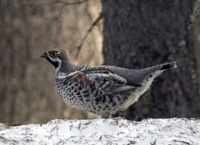 Jarząbek (Tetrastes bonasia). Fot. kallerna. Źródło: Commons Wikimedia