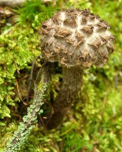Fot. Jason Hollinger. Źródło: Commons Wikimedia