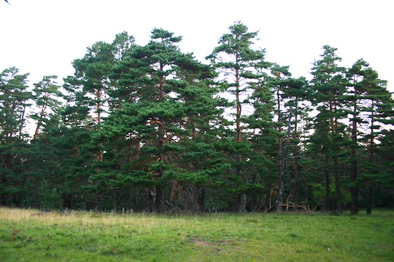 Plik:Pinus.jpg