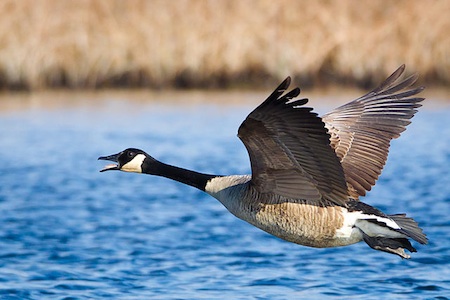 Plik:Branta.jpg