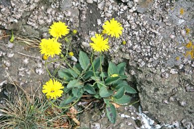 Jastrzębiec kosmaczek (Hieracium pilosella L.). Fot. Prazak. Źródło: Commons Wikimedia