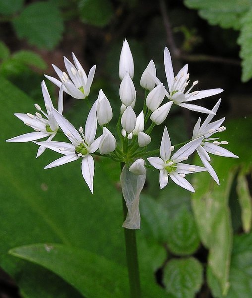 Plik:Bärlauch Blüte.jpg