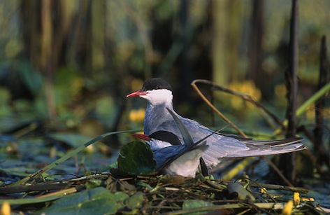 Rybitwa białowąsa (Chlidonias hybrida) Fot. Marek Szczepanek. Źródło: Commons Wikimedia