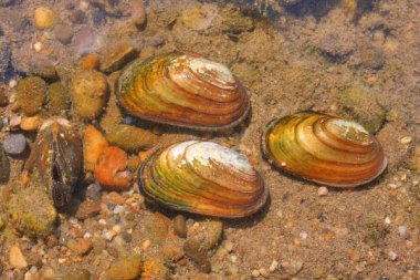 Skójka gruboskorupowa (Unio crassus). Fot. Alexander Mrkvicka. Źródło: Commons Wikimedia