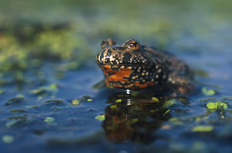 Kumak nizinny (Bombina bombina) Fot. Marek Szczepanek. Źródło: Commons Wikimedia