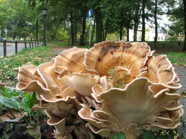 Wachlarzowiec olbrzymi (Meripilus giganteus). Fot. Dohduhdah. Źródło: Commons Wikimedia