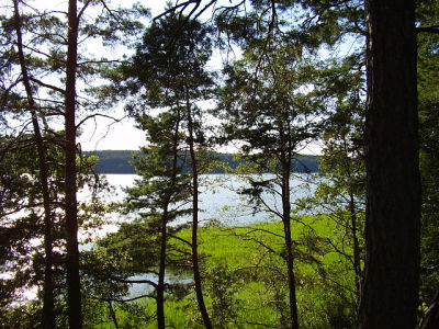 'Eutroficzne jezioro Kośno. Fot. S. Czachorowski. Źródło: commons.wikimedia.org