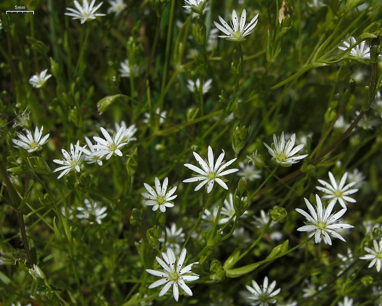 Plik:Stellarialongifolia.jpg