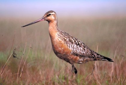 Szlamnik (Limosa lapponica). Fot. Tim Bowman. Źródło: Commons Wikimedia
