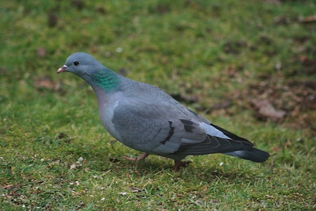 Siniak (Columba oenas). Fot. Chris Cant. Źródło: Commons Wikimedia