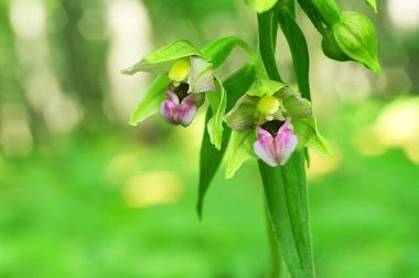 Kruszczyk szerokolistny (Epipactis helleborine (L.) Crantz). Fot. Kruczy89. Źródło: Commons Wikimedia