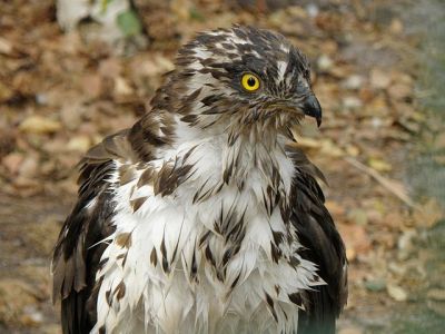 Trzmielojad zwyczajny (Pernis apivorus). Fot. MAKY.OREL. Źródło: Commons Wikimedia