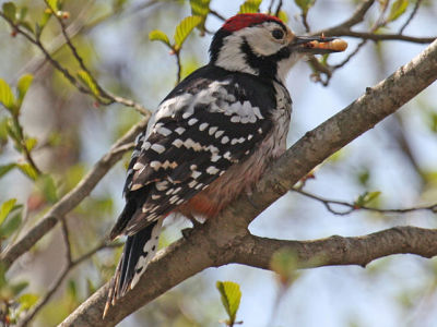 Dzięcioł białogrzbiety (Dendrocopos leucotos). Fot. Alastair Rae. Źródło: commons.wikimedia.org
