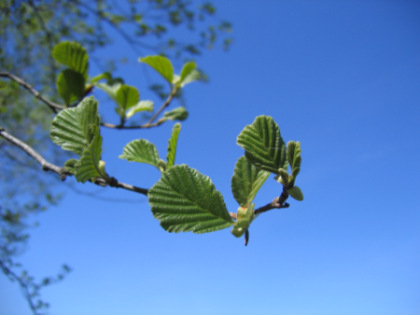 Liście olszy czarnej (Alnus glutinosa). Fot. Nova. Źródło: Commons Wikimedia
