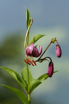 Lilia złotogłów (Lilium martagon). Autor: Böhringer Friedrich. Źródło: Commons Wikimedia