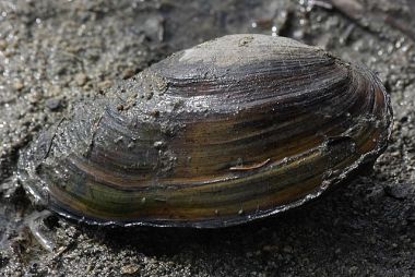 Szczeżuja wielka (Anodonta cygnea). Fot. Andy.vac. Źródło: Commons Wikimedia