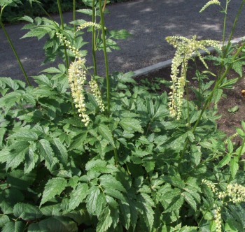 Plik:Actaea.jpg