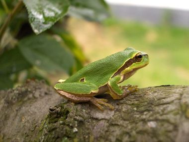 Plik:Hylaa.jpg