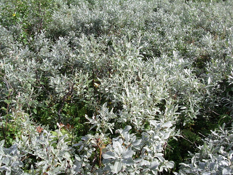 Plik:Salix lapponum L.jpg