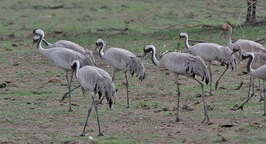 Żuraw zwyczajny (Grus grus) Fot. J. M. Garg. Źródło: Commons Wikimedia