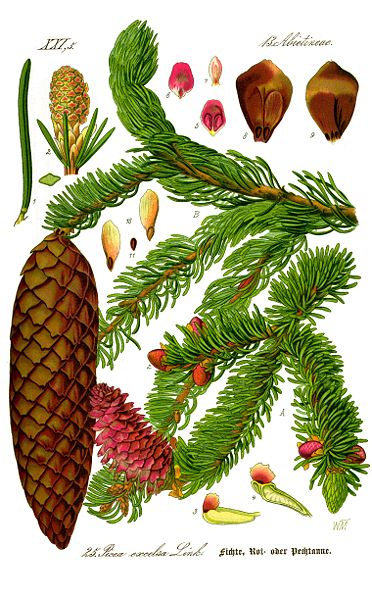 Plik:Illustration Picea abies0 clean.jpg
