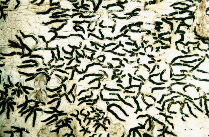 Plik:Graphis scripta-2.jpg
